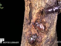 カブトムシ求愛する♂ 近づいた♀を♂と間違えて追い払う♂