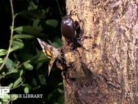 樹液をなめるカブトムシと飛来したカクモンキシタバ（ヤガ科） 