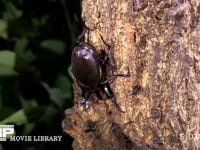 樹液をなめるカブトムシ 