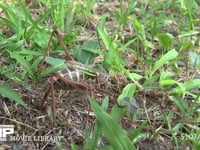 キリギリス♀ 産卵管を抜き新たな場所に移動