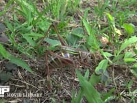 キリギリス♀ 地中に産卵管を挿して産卵中
