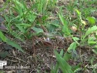 キリギリス♀ 地中に産卵管を挿して産卵中