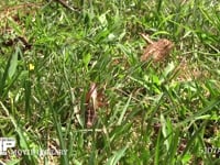 キリギリス♀ 身を隠しながら草むらを移動する
