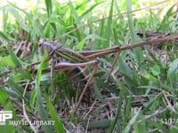 キリギリス♀ 草むらで産卵中