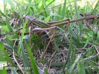 キリギリス♀ 草むらで産卵中