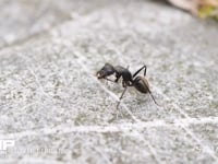 クロオオアリ　触角の掃除 6月10日