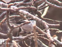 エナガ 枝の間を移動して餌を探す