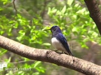 オオルリ♂ 枝でさえずる