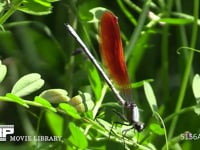 カワトンボ♂ 葉の上で休む。翅が橙色の個体