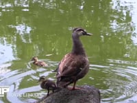 カルガモ親子 石の上で休み池に戻る