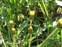 カントウタンポポ 日が昇り開花する　8：00頃～11：00頃