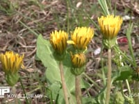 カントウタンポポ 日が昇り開花する　8：00頃～11：00頃