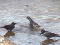 ハシブトガラス 川で水浴びをする