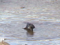 ハシブトガラス 川で水浴びをする