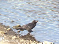 ハシブトガラス 川で水を飲む