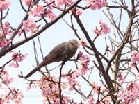 ヒヨドリ サクラの花の蜜を吸う