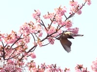 ヒヨドリ サクラの花の蜜を吸う