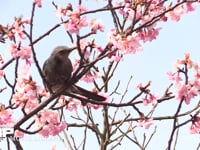 ヒヨドリ サクラの花の蜜を吸う