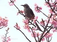 ヒヨドリ サクラの花の蜜を吸う