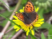 ベニシジミ タンポポの花の蜜を吸う