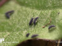 ムラサキトビムシ 体長2mm程。葉の上の微生物(主に真菌)を食べる。時に大発生する