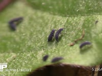 ムラサキトビムシ 体長2mm程。葉の上の微生物(主に真菌)を食べる。時に大発生する