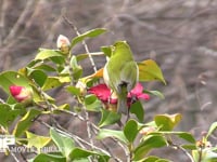 メジロ ツバキの花の蜜を吸う