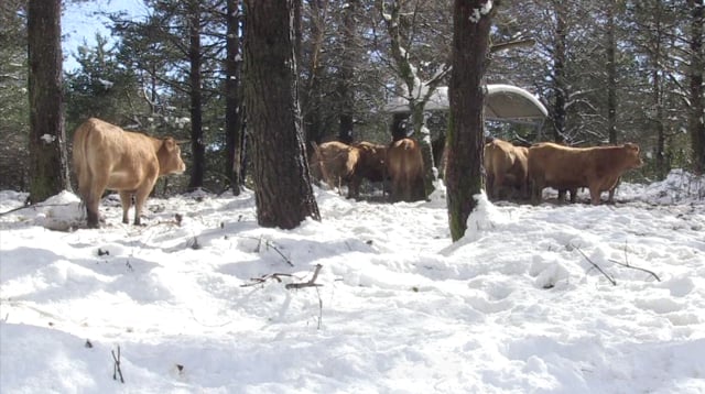 O acordar, CEIP San Xo&aacute;n (Becerre&aacute;), Cinema en curso 2015-2016