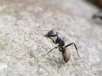 クロオオアリ　前足と触角の掃除 