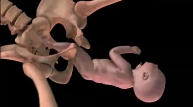 Conception to Birth Visualized