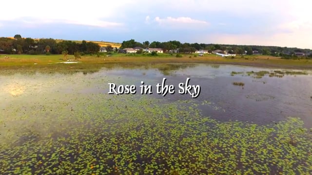 Rose In The Sky