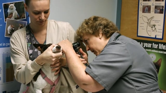 Animal Health Institute - Customer Success Story