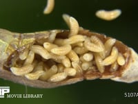 アオムシコバチ幼虫 アゲハチョウ蛹に寄生