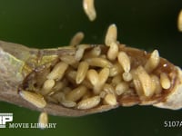 アオムシコバチ幼虫 アゲハチョウ蛹に寄生