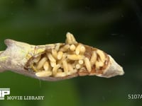 アオムシコバチ幼虫 アゲハチョウ蛹に寄生