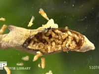 アオムシコバチ蛹 アゲハチョウ蛹に寄生