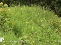 モンキチョウ 求愛飛翔