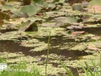 シオカラトンボ　♂ テリトリー飛行、草の穂に止まる