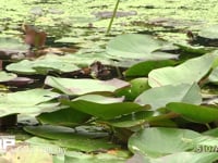 シオカラトンボ♂ スイレン葉上で休み、餌を求めに飛びたつ