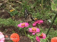 アゲハチョウ ヒャクニチソウ訪花