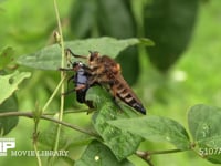 シオヤアブ♀ コガネムシを捕食