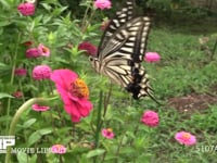 アゲハチョウ ヒャクニチソウ訪花