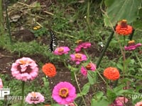 アゲハチョウ ヒャクニチソウ訪花