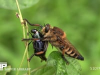 シオヤアブ♀ コガネムシを捕食