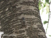 アブラゼミ 桜の幹で休む