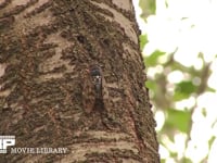 アブラゼミ鳴く 盛んに鳴く　本鳴き