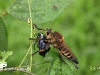 シオヤアブ♀ コガネムシを捕食