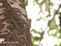 アブラゼミ鳴く 本鳴き→鳴き終わりそうになると移動する