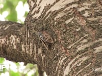 アブラゼミ鳴く 本鳴き→鳴き終わりそうになると移動する