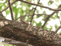 アブラゼミ鳴く 鳴き始め→本鳴き→鳴き終わり
